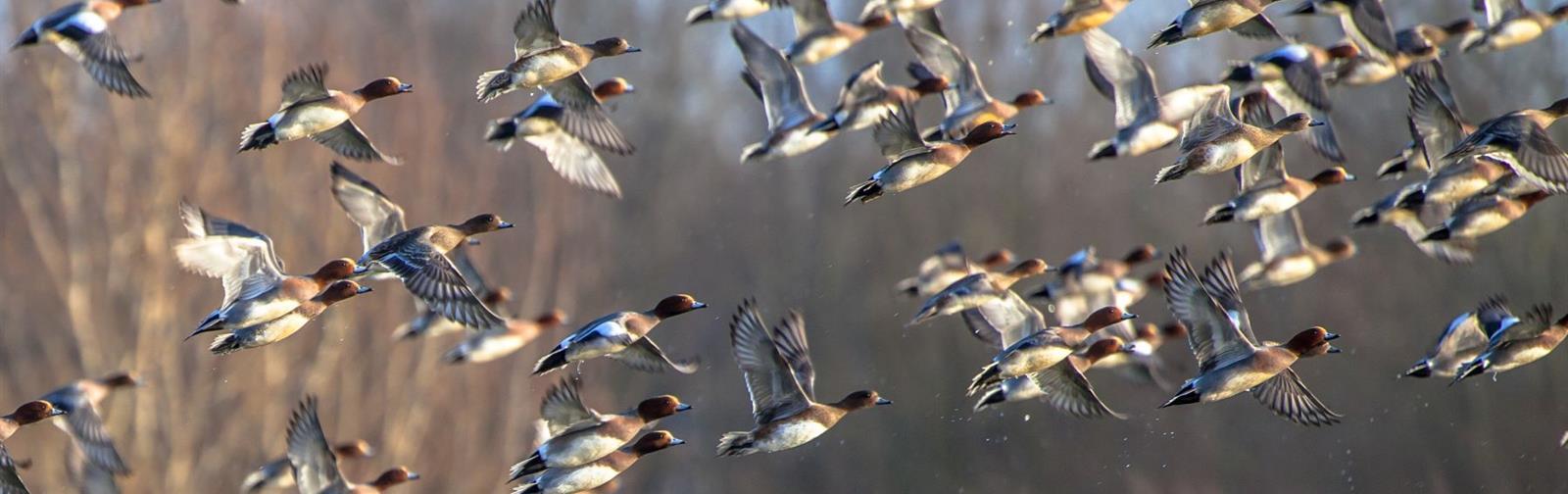 a-flock-of-ducks