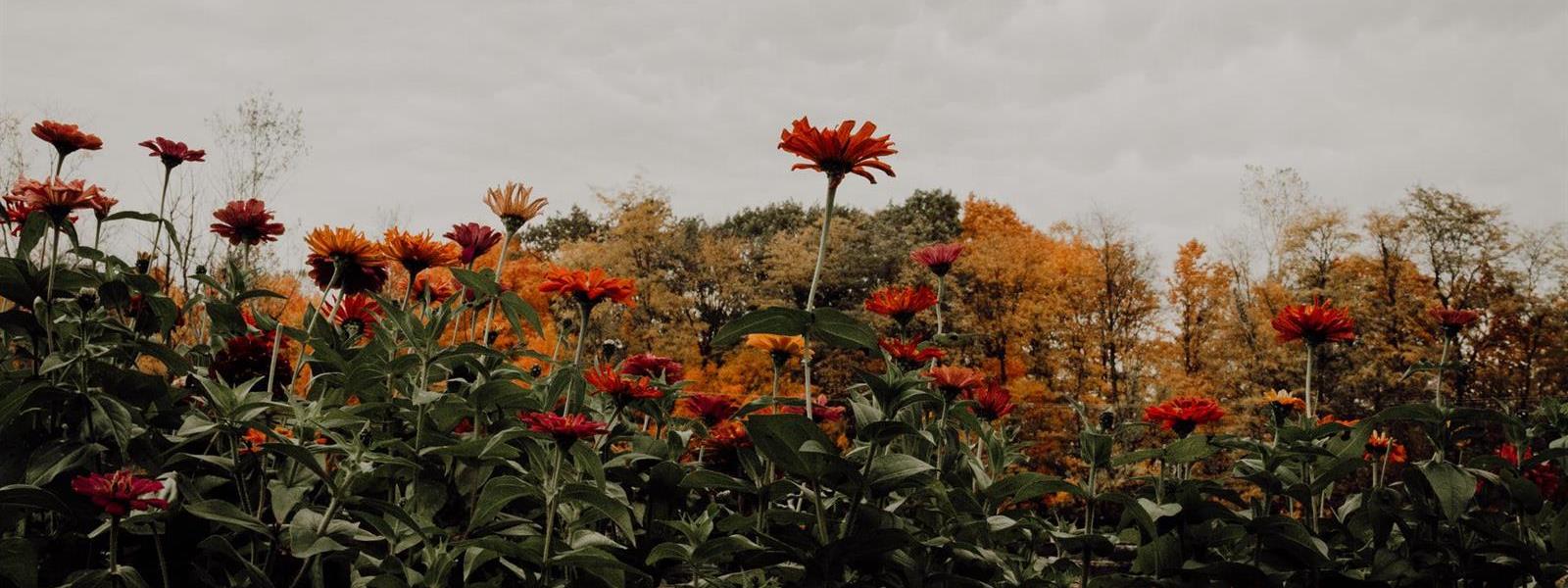 sunflowers